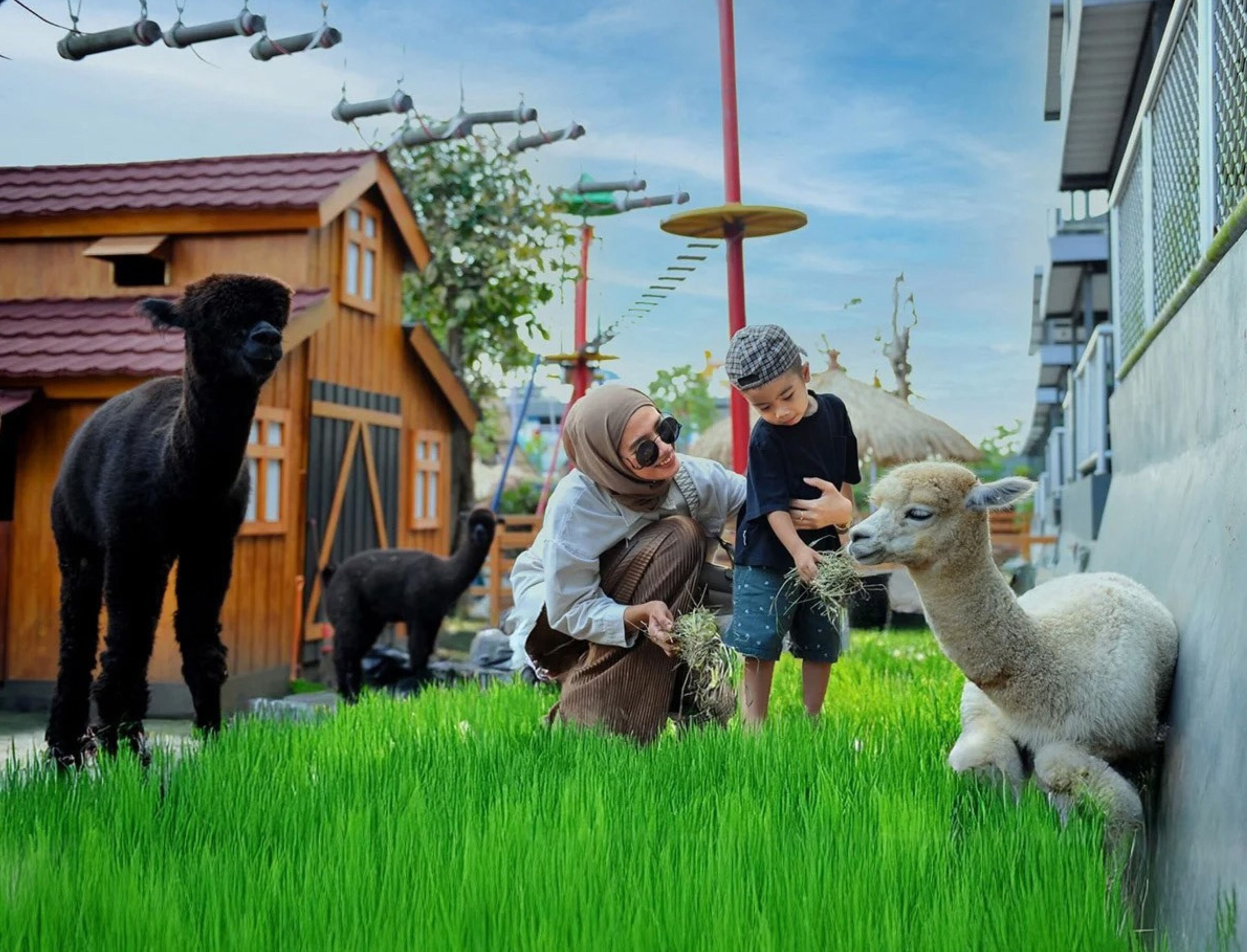 A person interacting with llamas in a grassy area with a wooden building in the background.