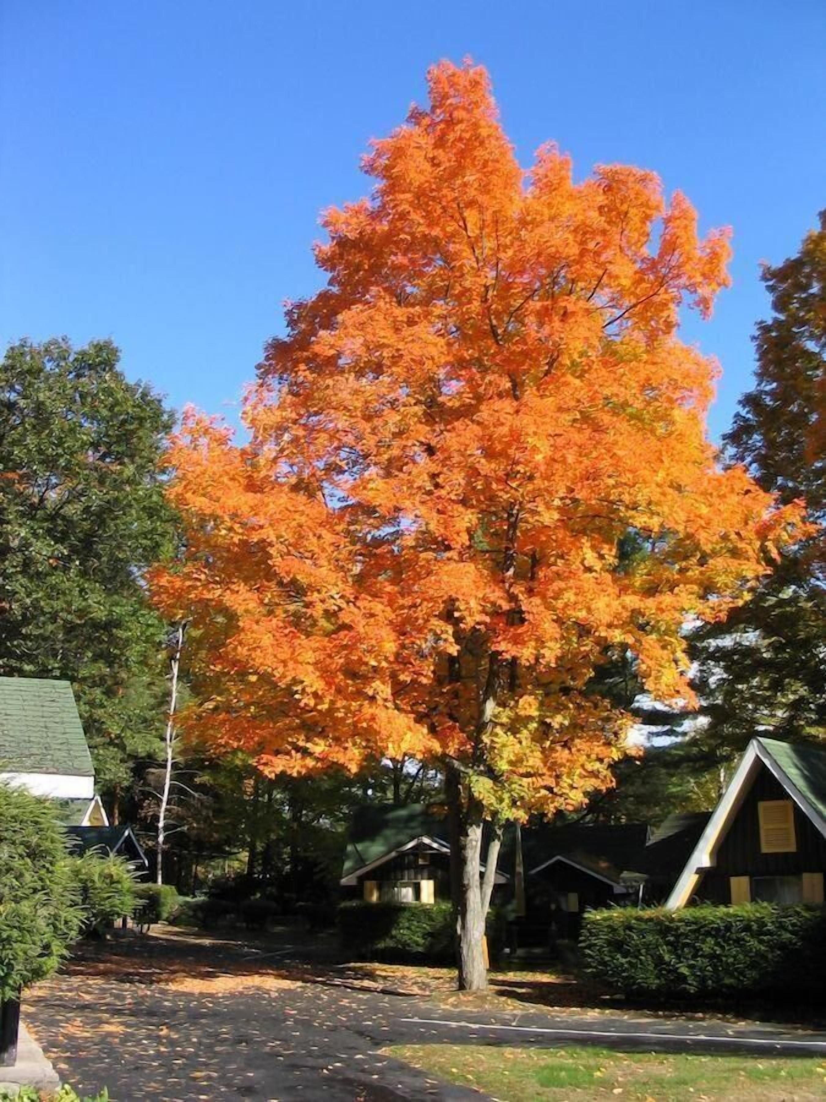 A tree with bright orange leaves in a residential area.