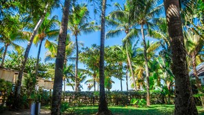 Un jardín tropical con altas palmeras y un camino pavimentado.
