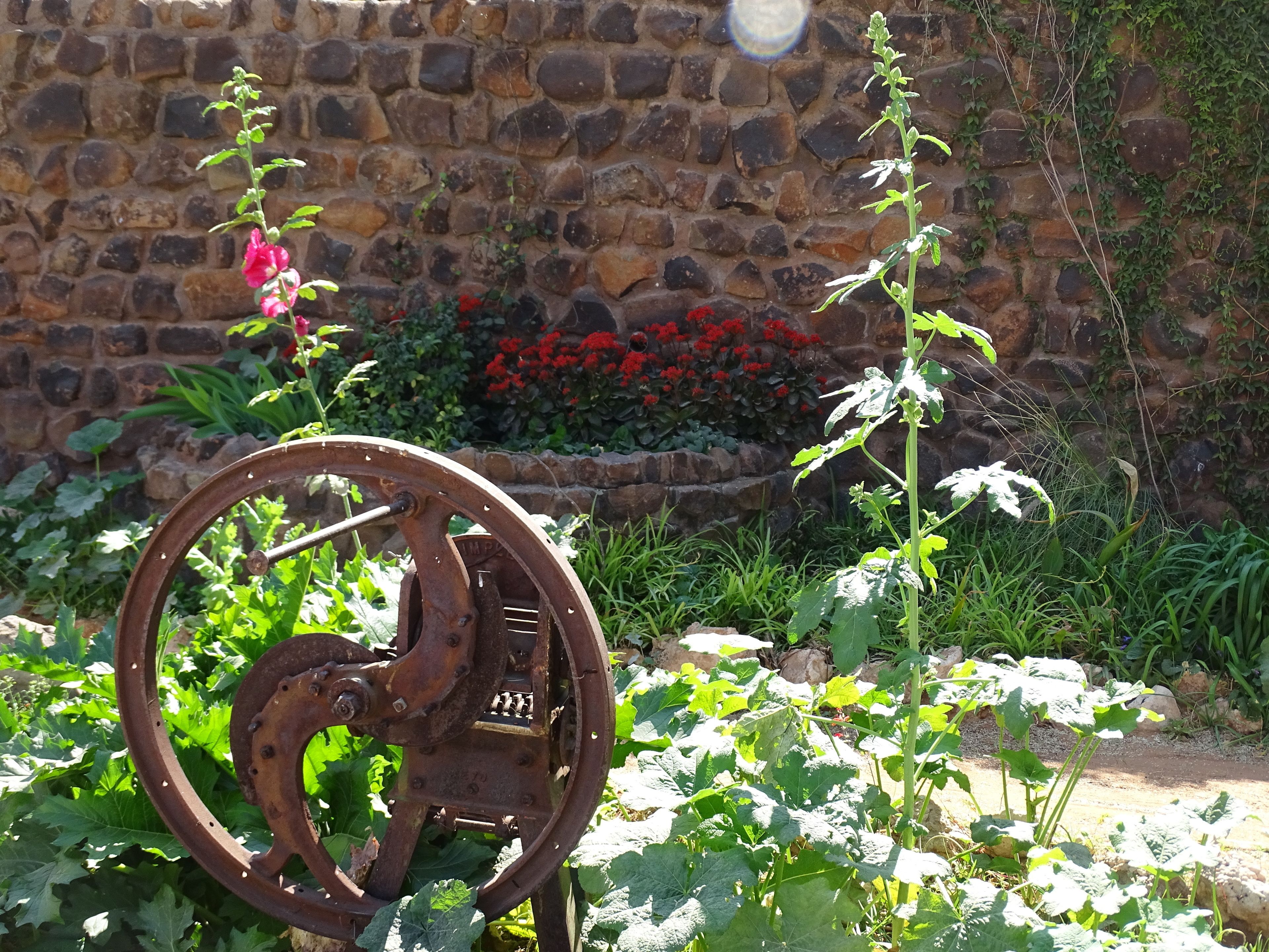 A rustic outdoor setting with a stone wall, a metal wheel, and various plants and flowers.