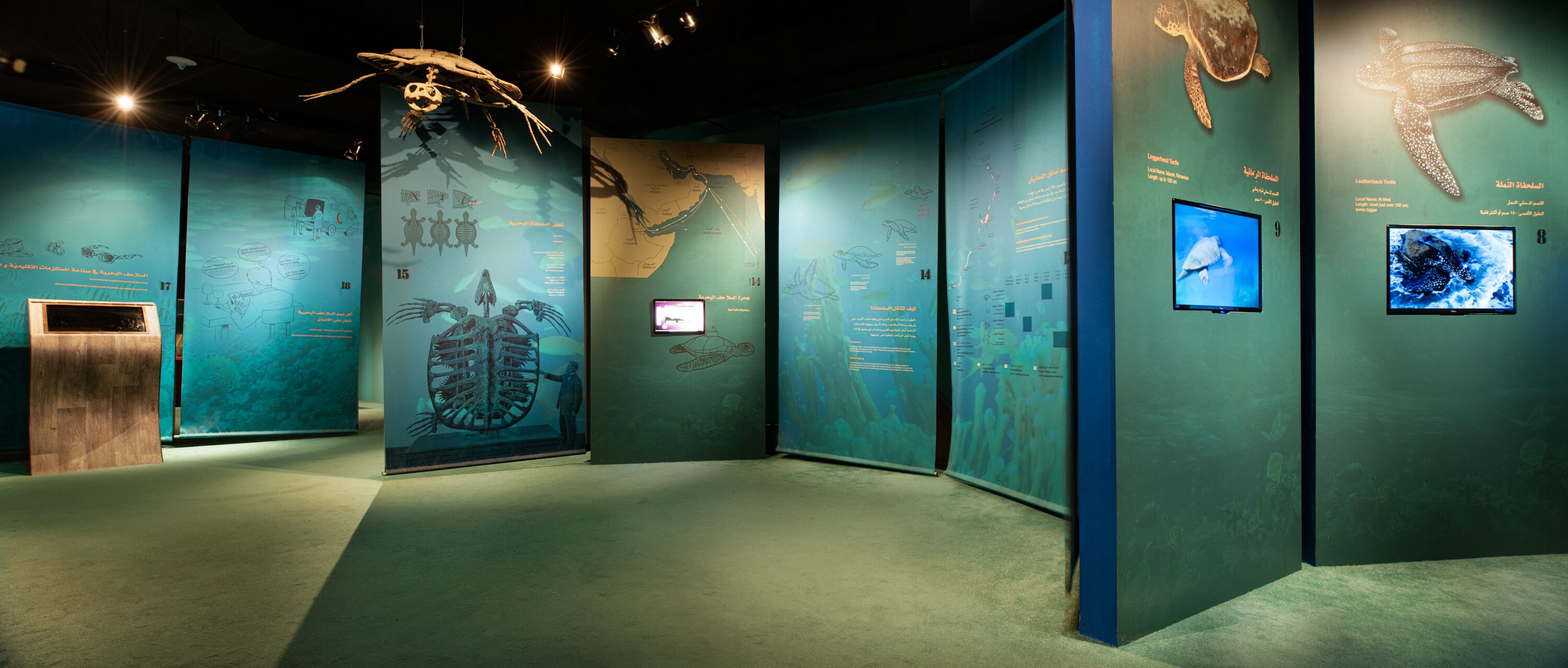 An exhibit with educational displays about marine life, including a large turtle illustration and a skeleton.