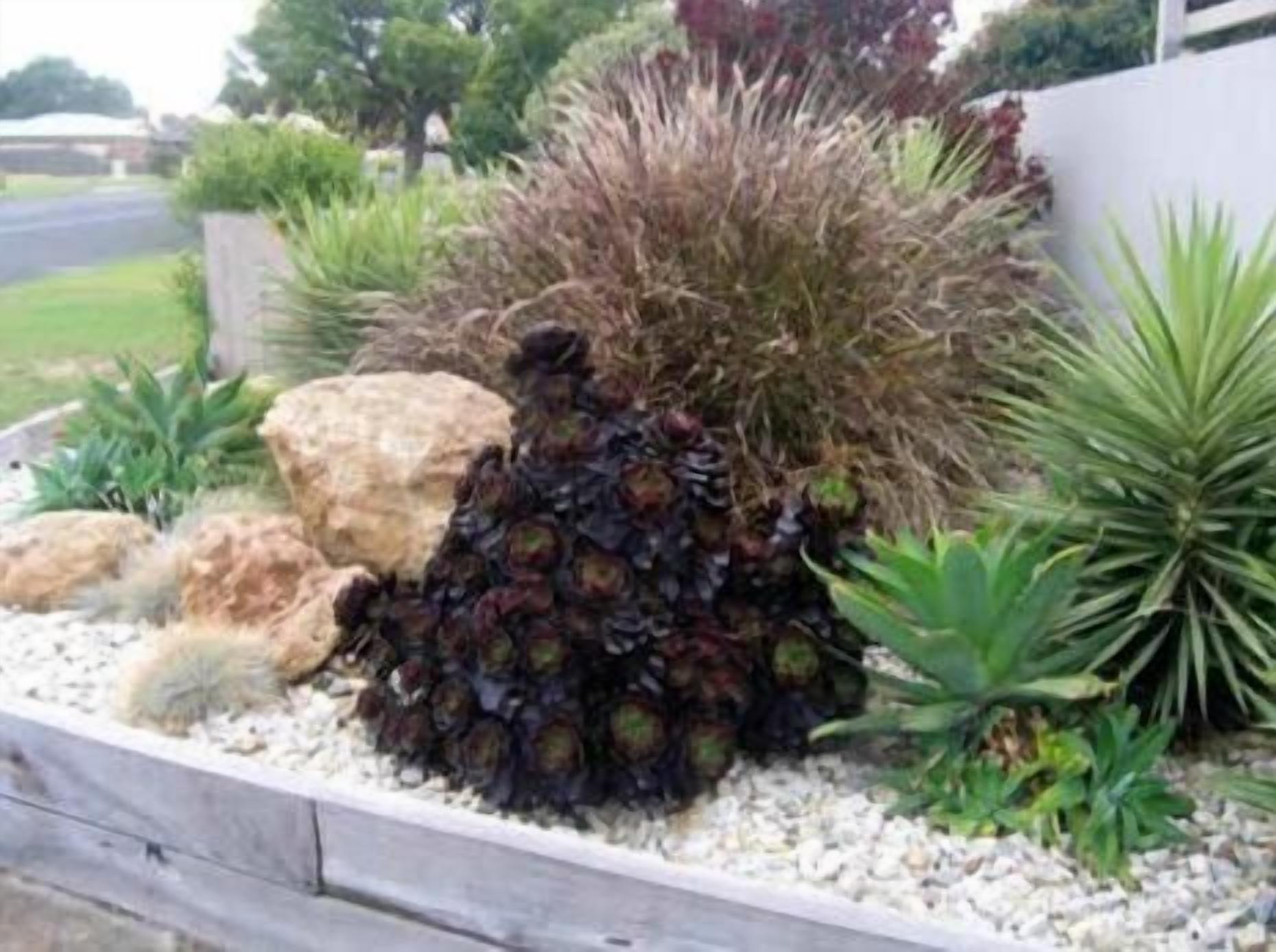 A landscaped garden with various plants and rocks.