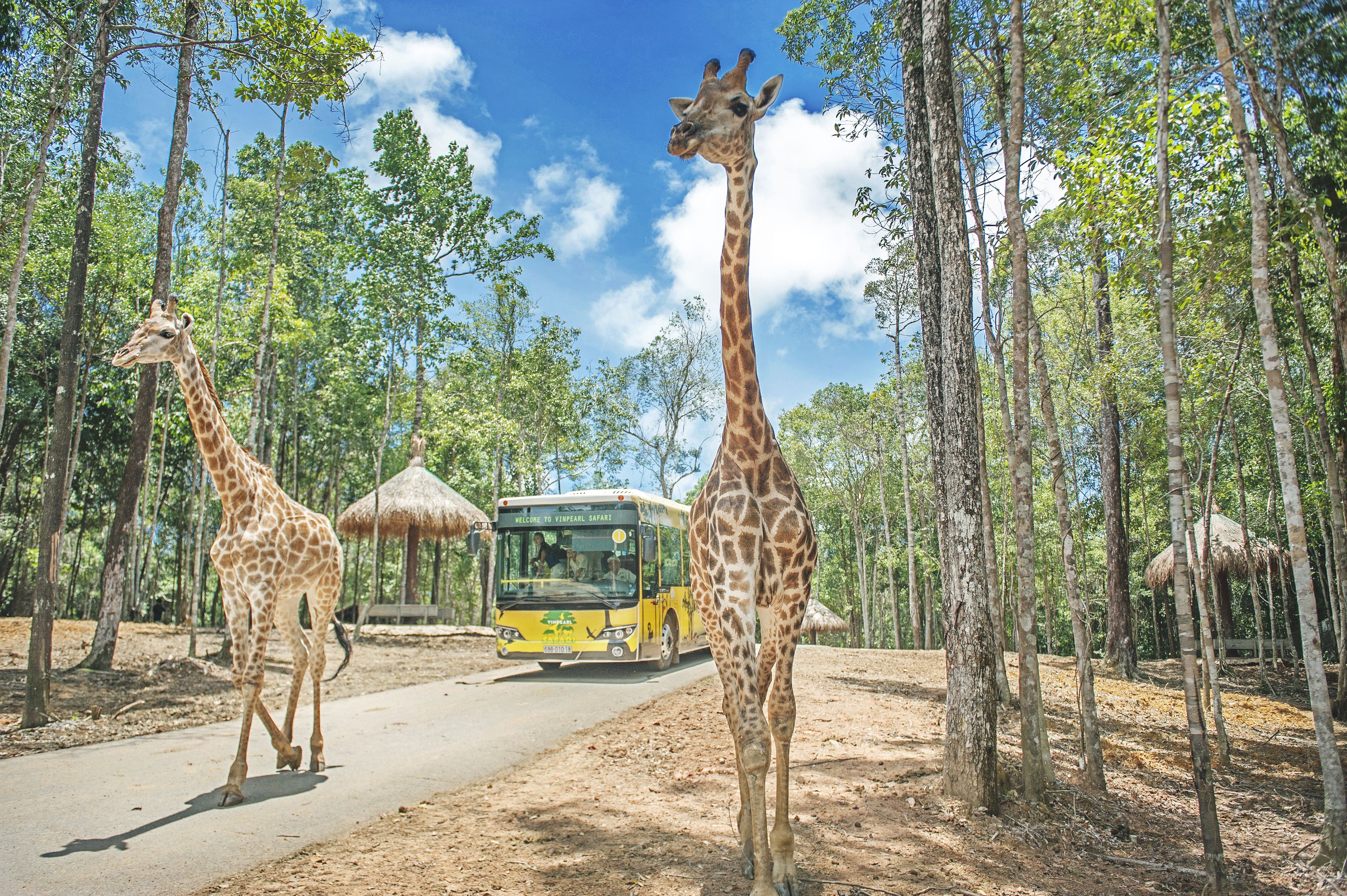 Um veículo de safari e duas girafas em área arborizada com árvores e uma trilha de terra.