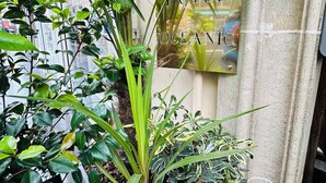 Une enseigne indiquant « HÔTEL OCEANIC », avec une plante verte luxuriante devant.