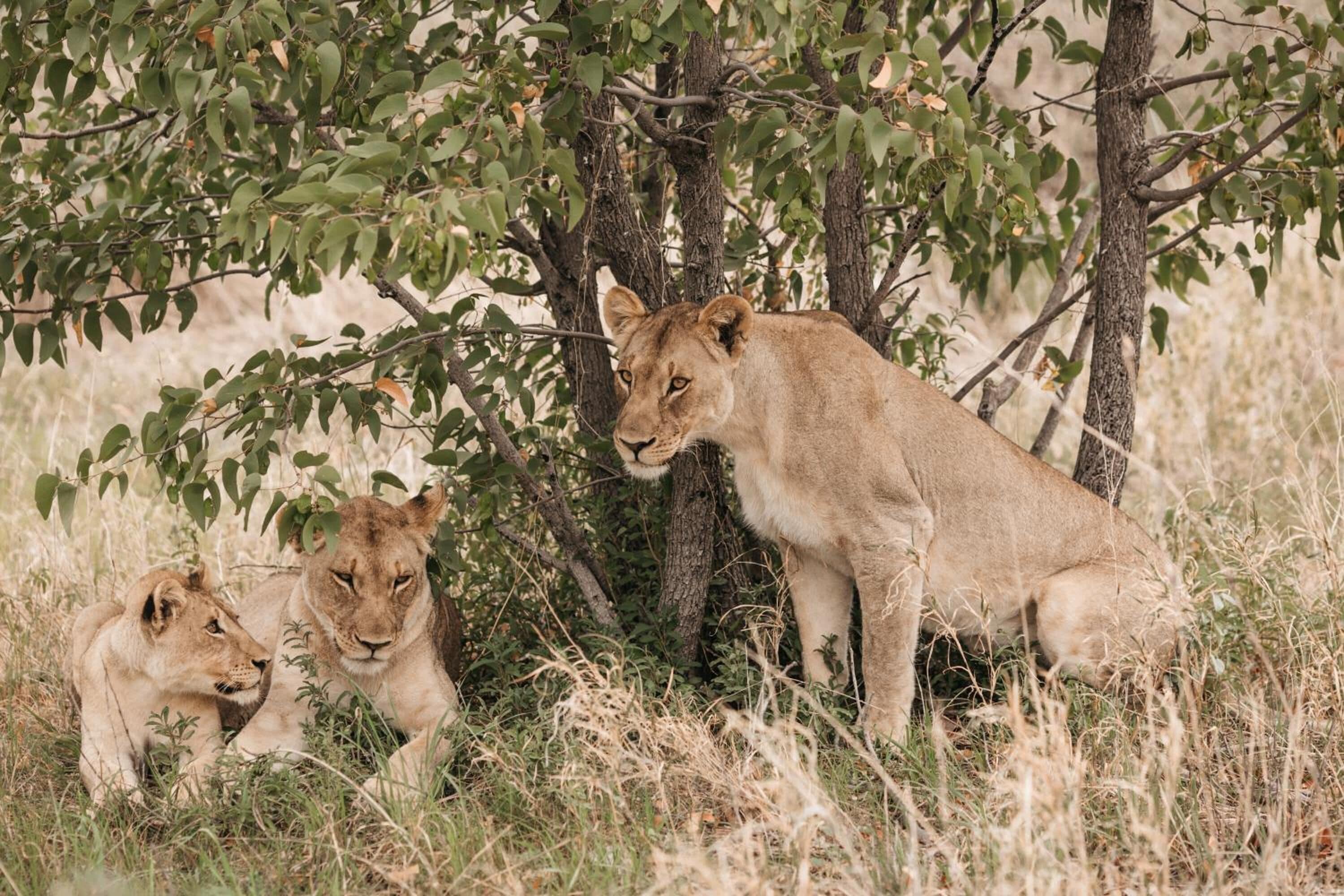 Une lionne et ses petits se reposent à l’ombre d’un arbre dans une zone herbeuse.