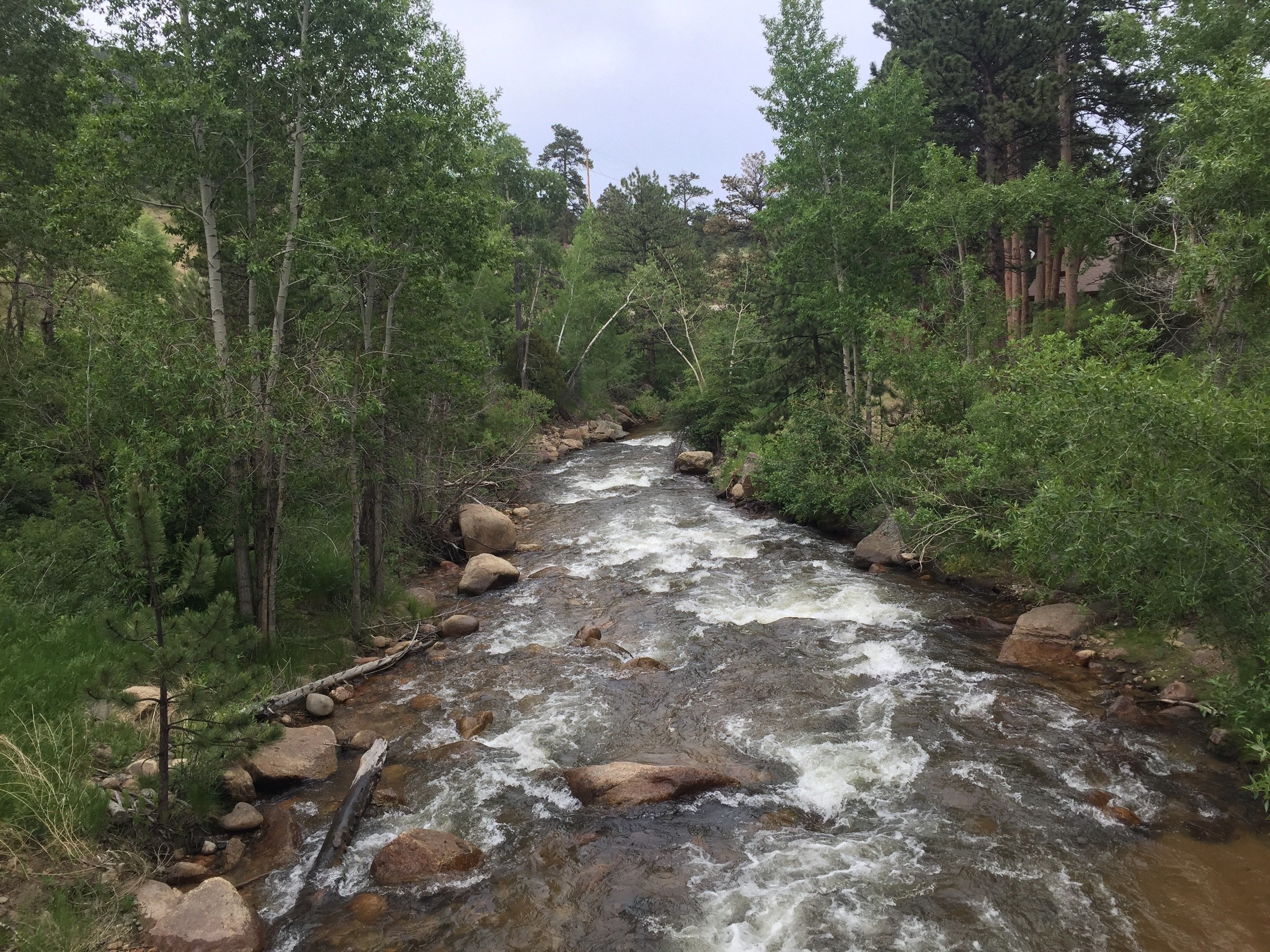 A river flowing through a forested area with rocks and trees.