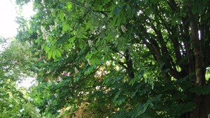A gravel road flanked by dense green foliage and trees. - Llwyn Country House (Llanelli)