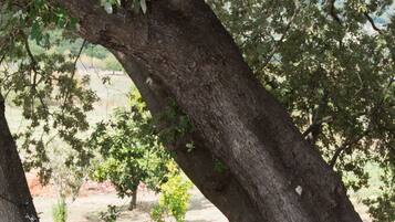 A hammock under a large tree in a natural setting.