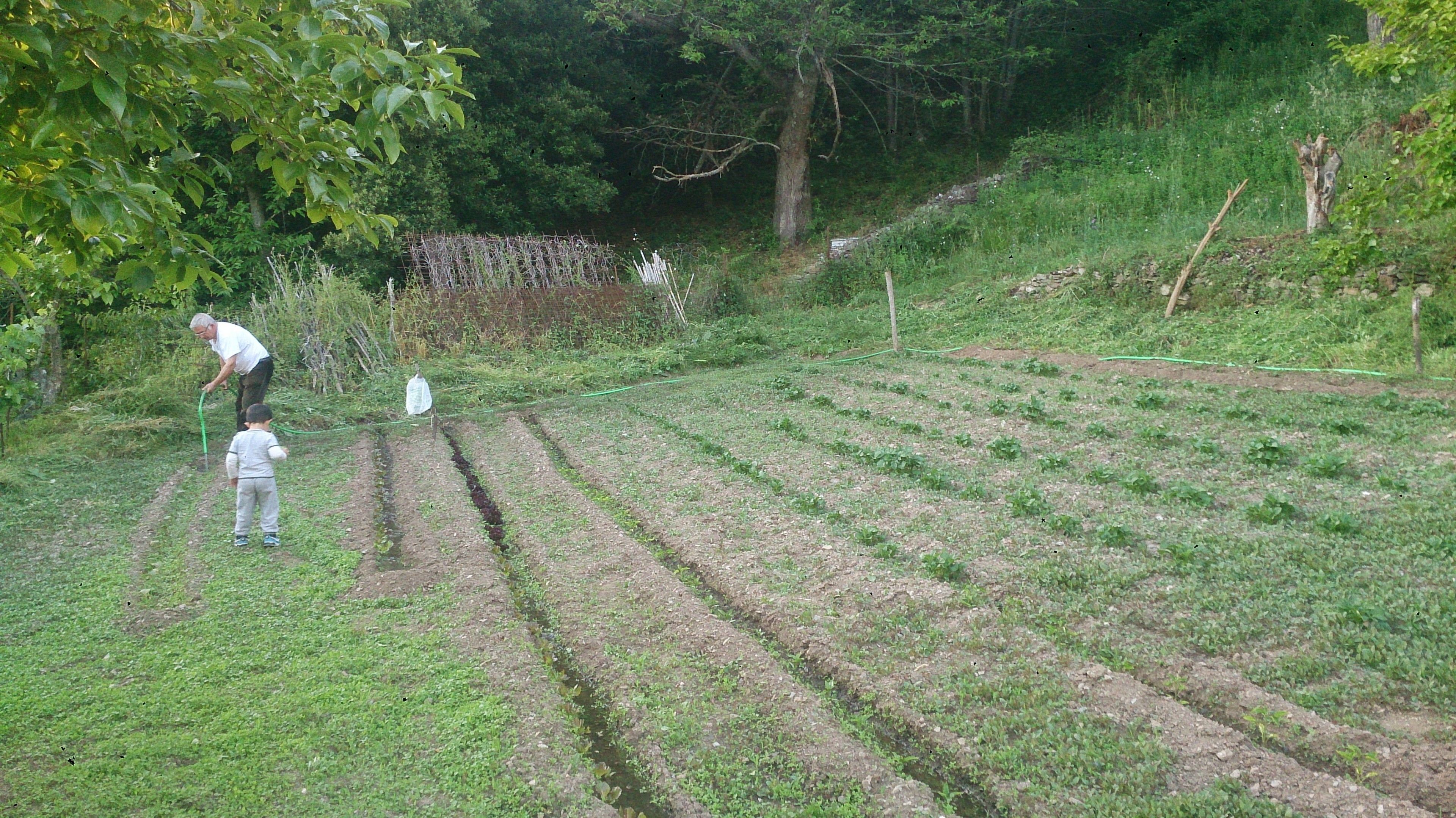 A garden with rows of plants and a person tending to them.