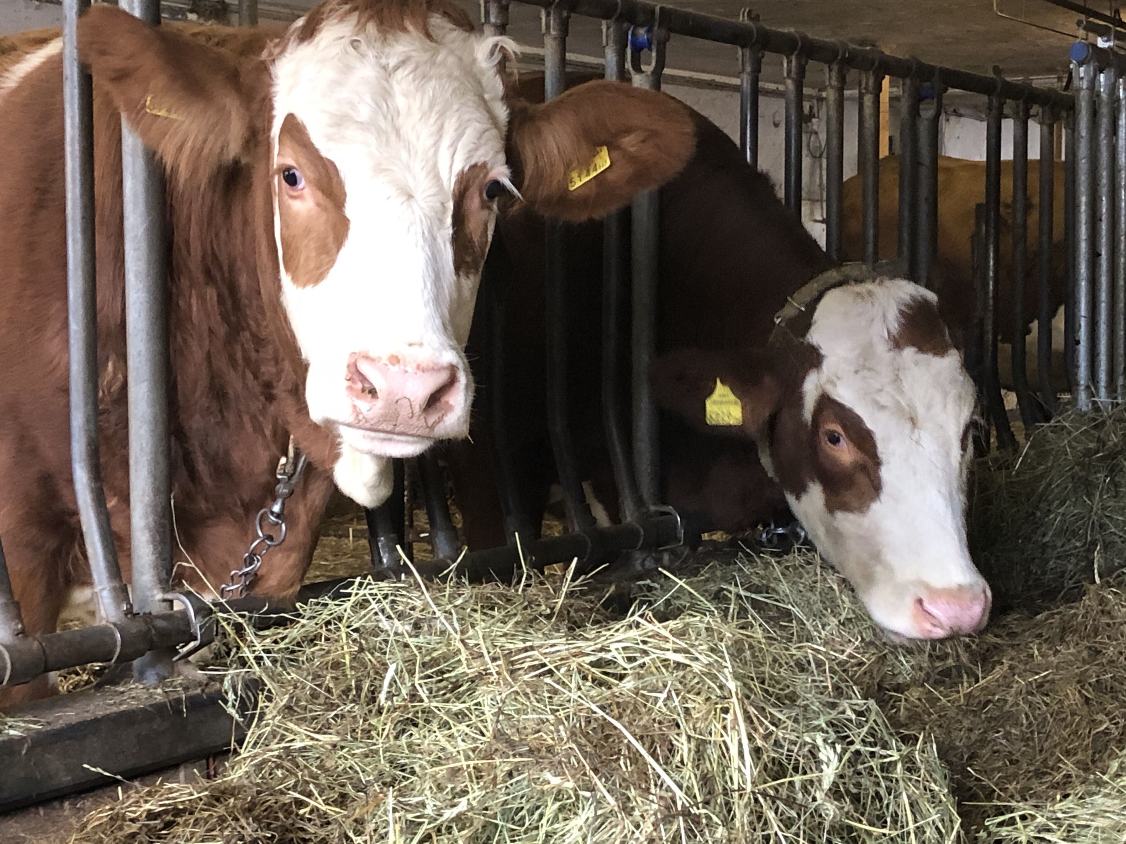Dos vacas en un granero con barrotes metálicos y heno en el suelo.