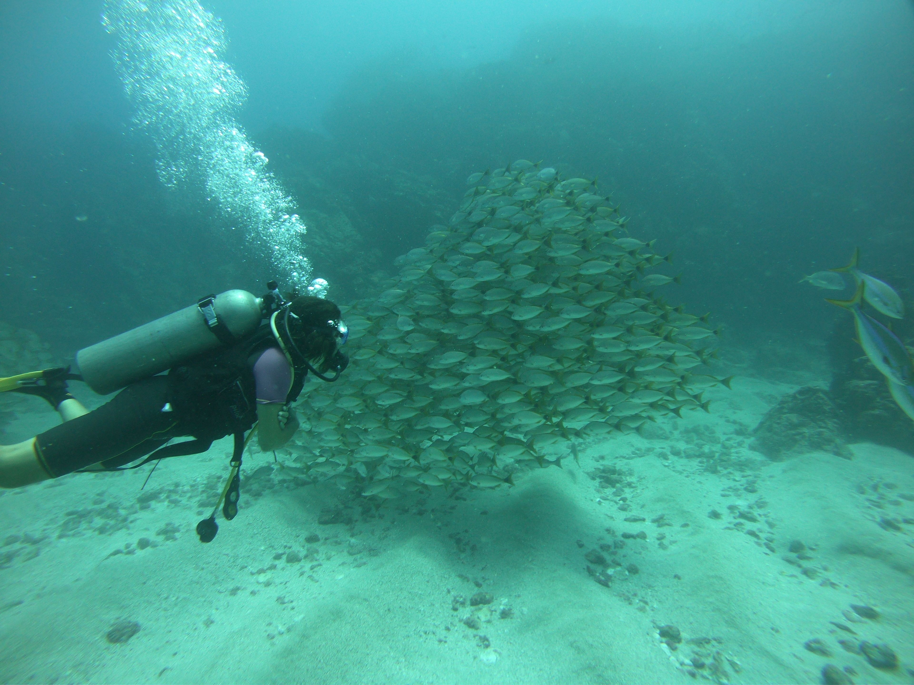 A diver with a scuba tank swimming near a school of fish.
