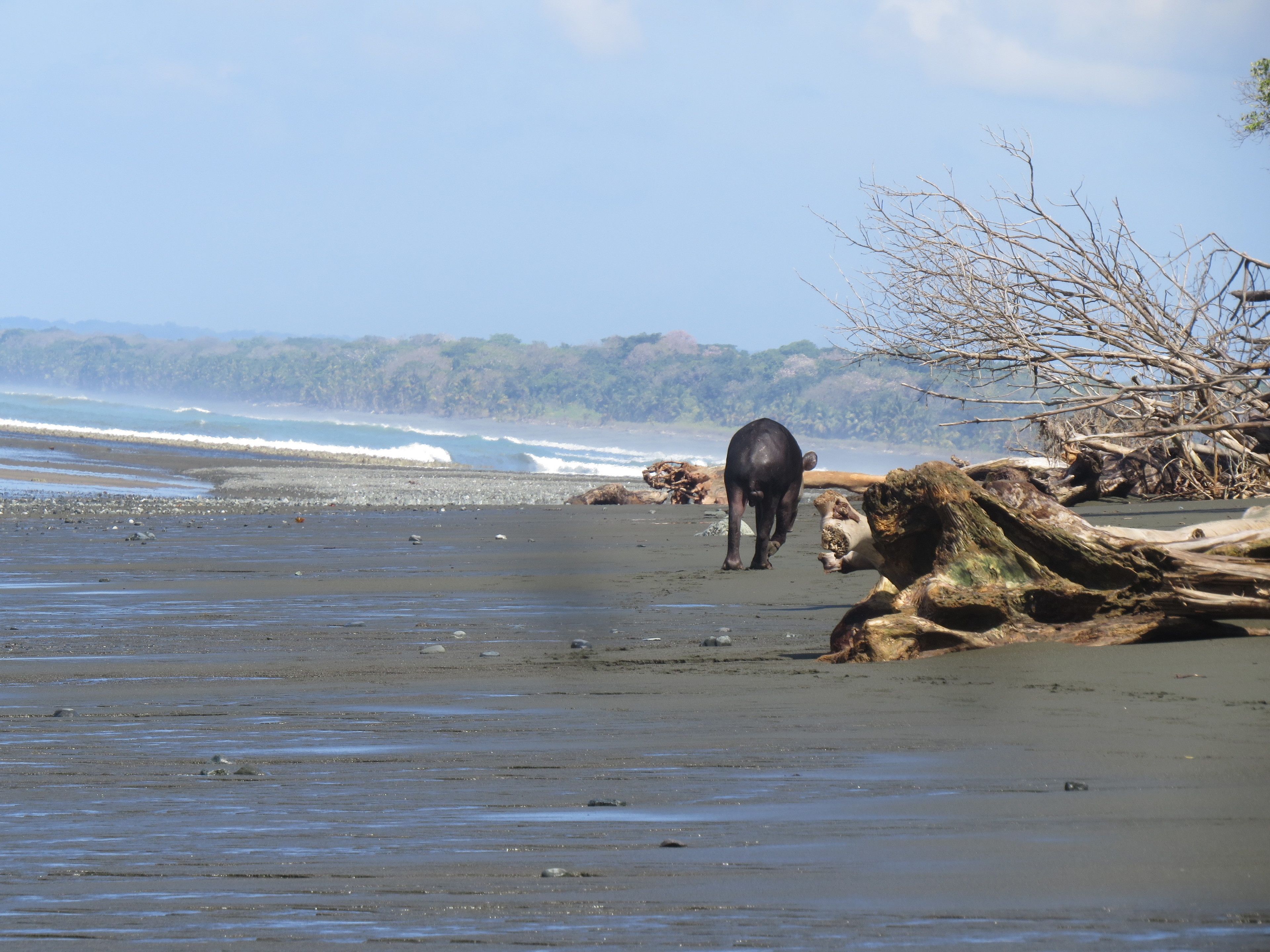 Una playa con una vaca caminando sobre la arena, rodeada de rocas y madera a la deriva.