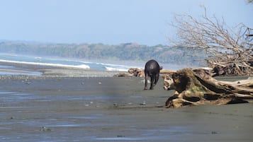 Una playa con una vaca caminando sobre la arena, rodeada de rocas y madera a la deriva.