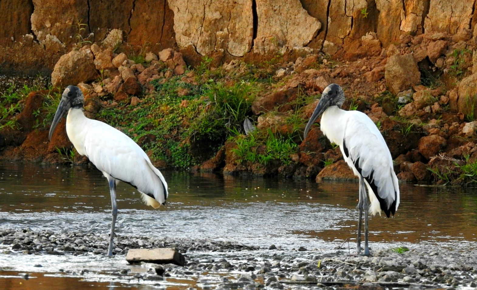 Two large white birds standing in shallow water with rocky terrain and sparse vegetation in the background.