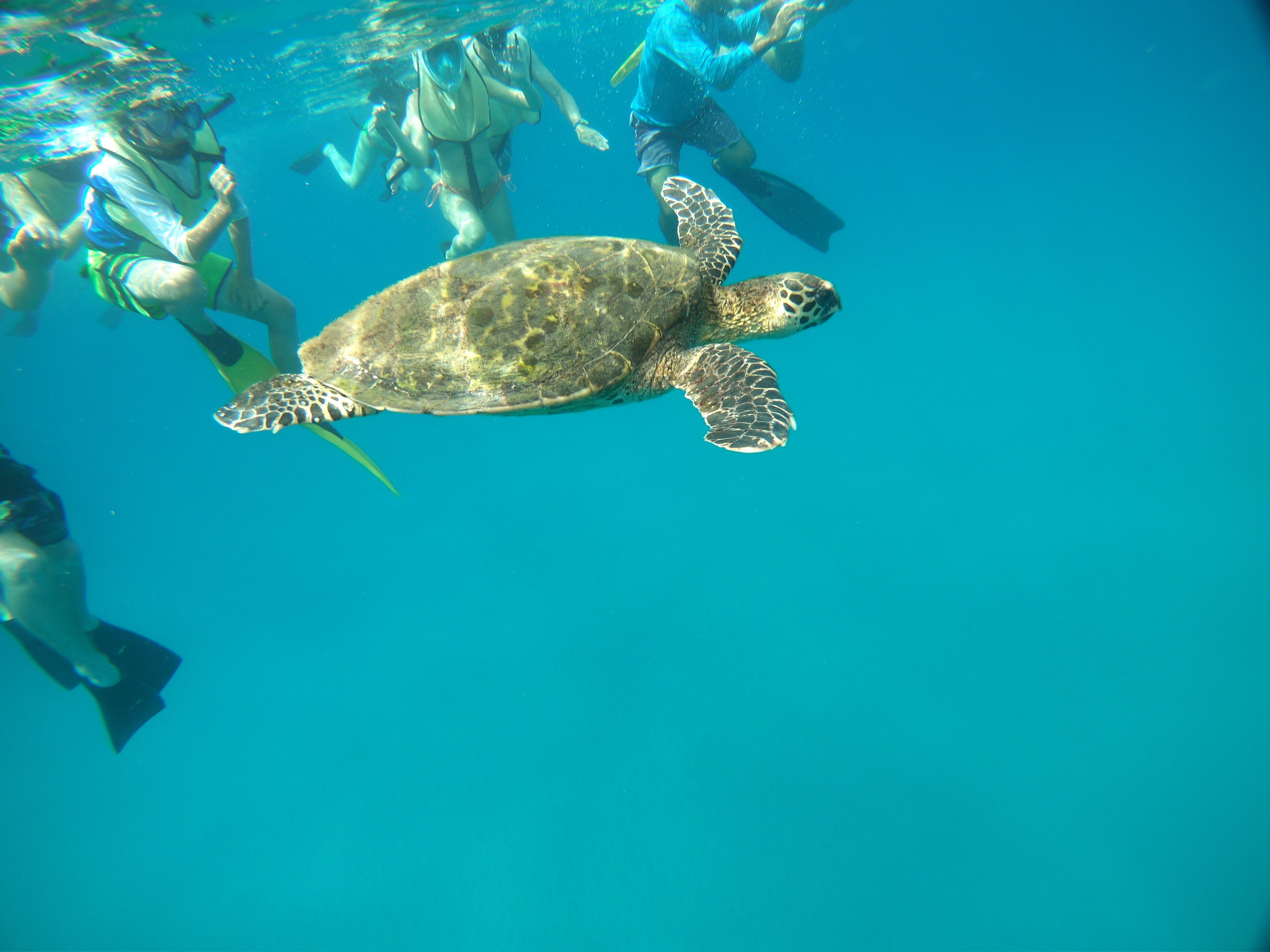 Une tortue de mer nageant dans une eau bleue et limpide.