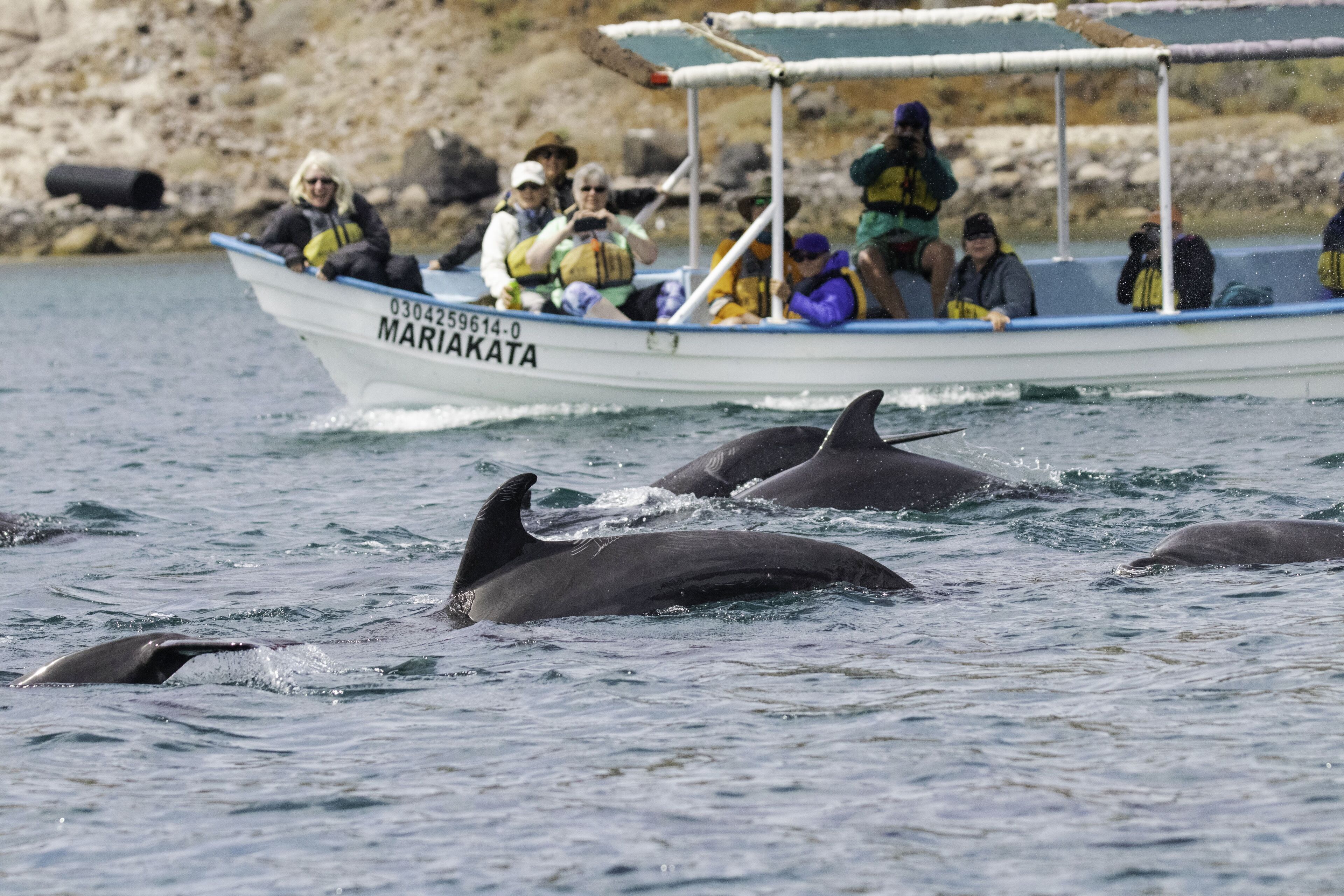 Un barco llamado MARIAKATA con pasajeros y delfines en el agua.