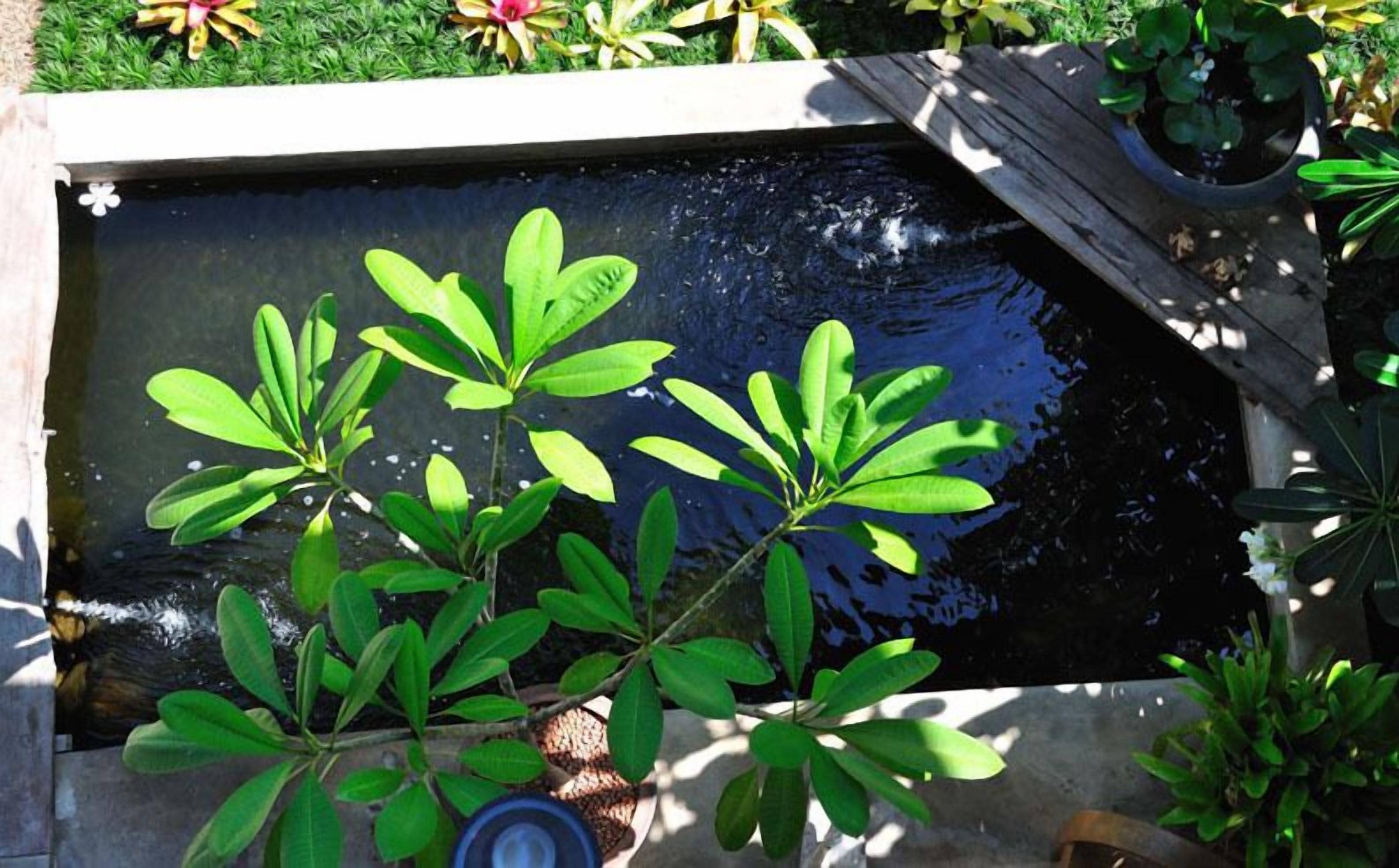 A rectangular water feature with a wooden edge, surrounded by green foliage.