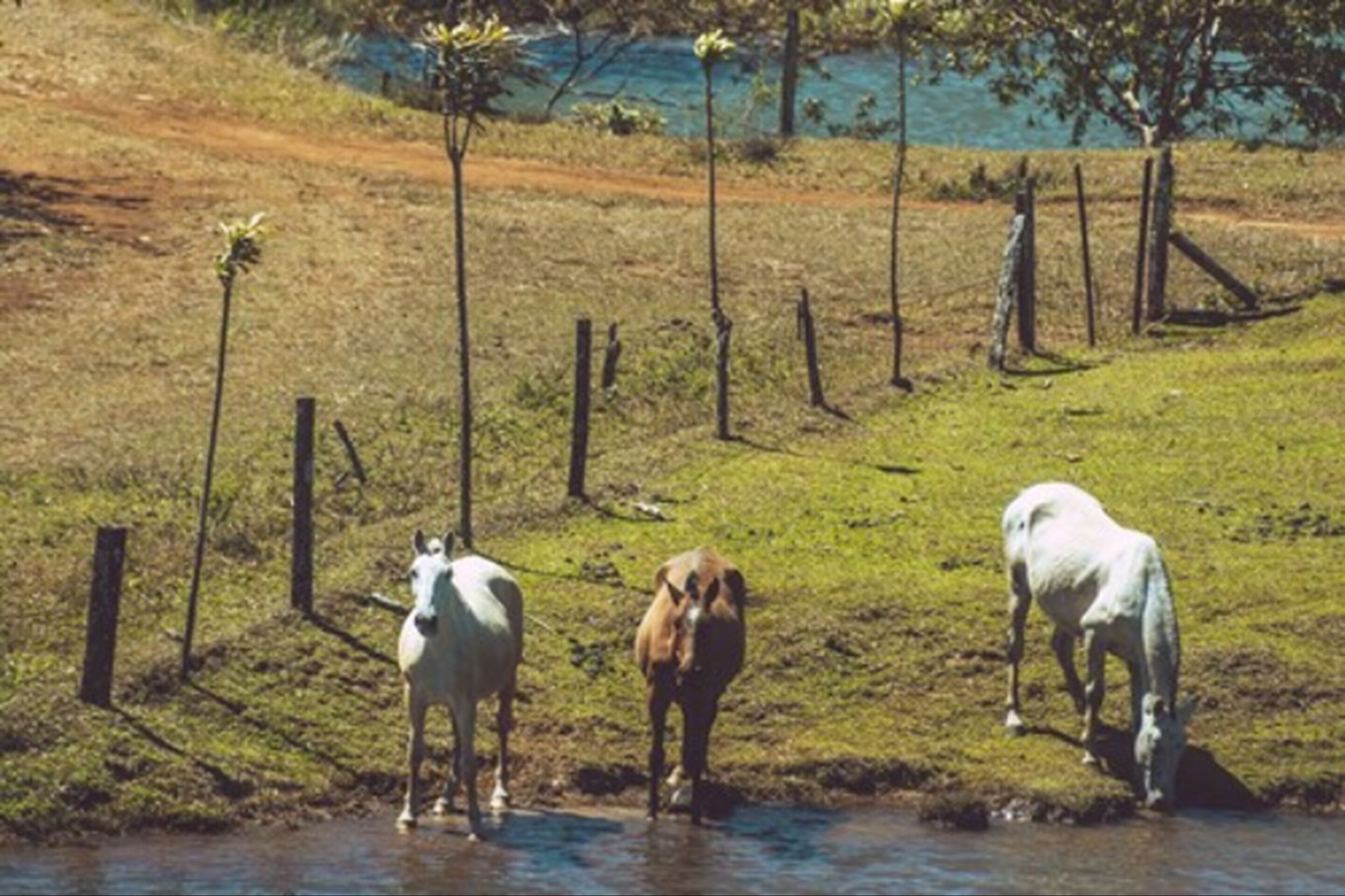 Trois chevaux près d’une source d’eau, dans une zone herbeuse, avec une clôture et des arbres en arrière-plan.