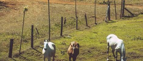 Trois chevaux près d’une source d’eau, dans une zone herbeuse, avec une clôture et des arbres en arrière-plan.