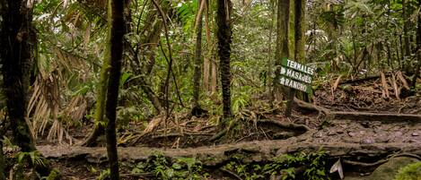Uma floresta densa com uma placa indicando direções para 'Termales, Masajes, Rancho'.