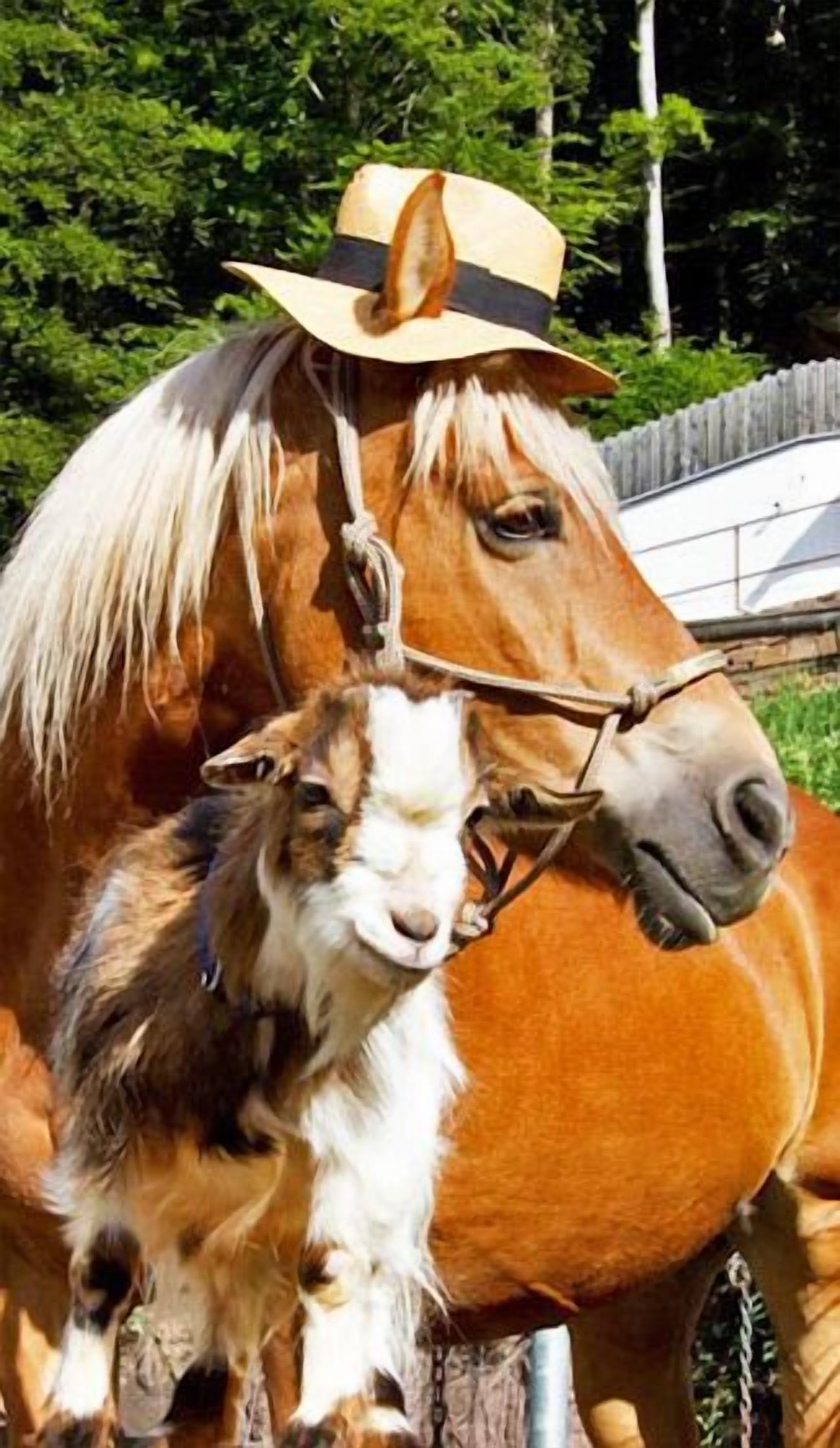 Un caballo con melena blanca y pelaje marrón, llevando un sombrero, parado junto a una cabra.