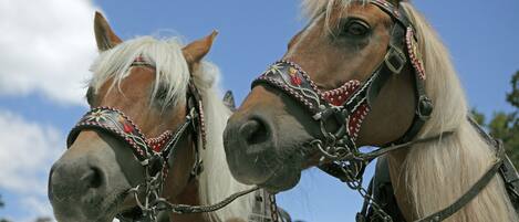 Dos caballos con crines blancas y pelajes marrones, llevando cabezadas decorativas.