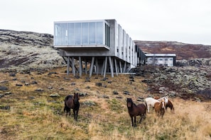 A modern building with a glass facade and a unique elevated structure, surrounded by a grassy landscape with horses.