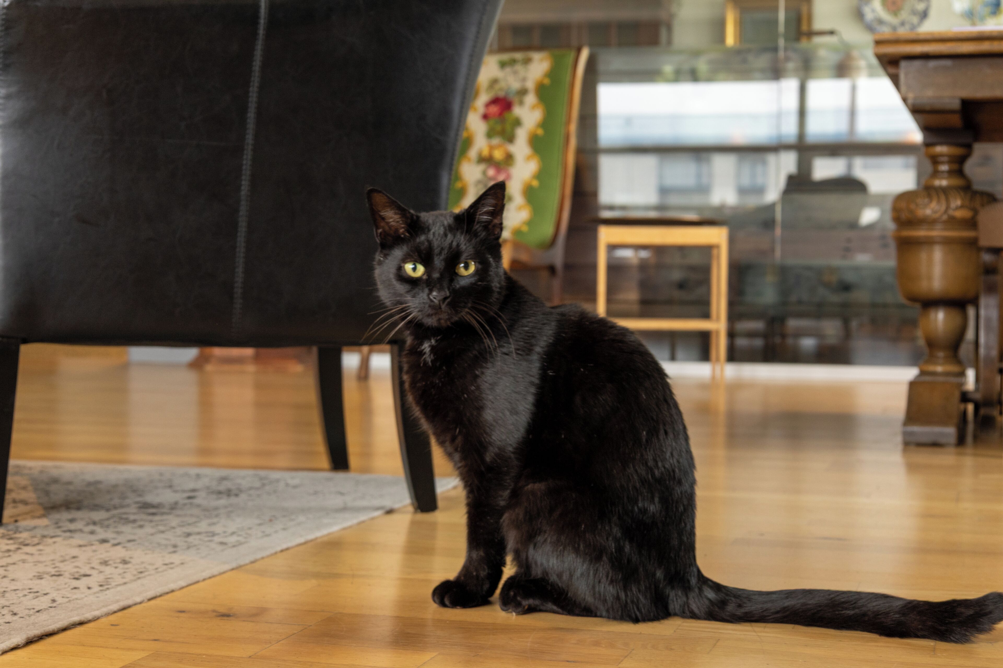 A black cat sitting on a wooden floor with a chair and a painting in the background.