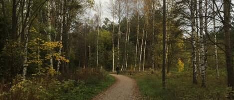 Un sendero en el bosque flanqueado por árboles, con una persona alejándose de la cámara.