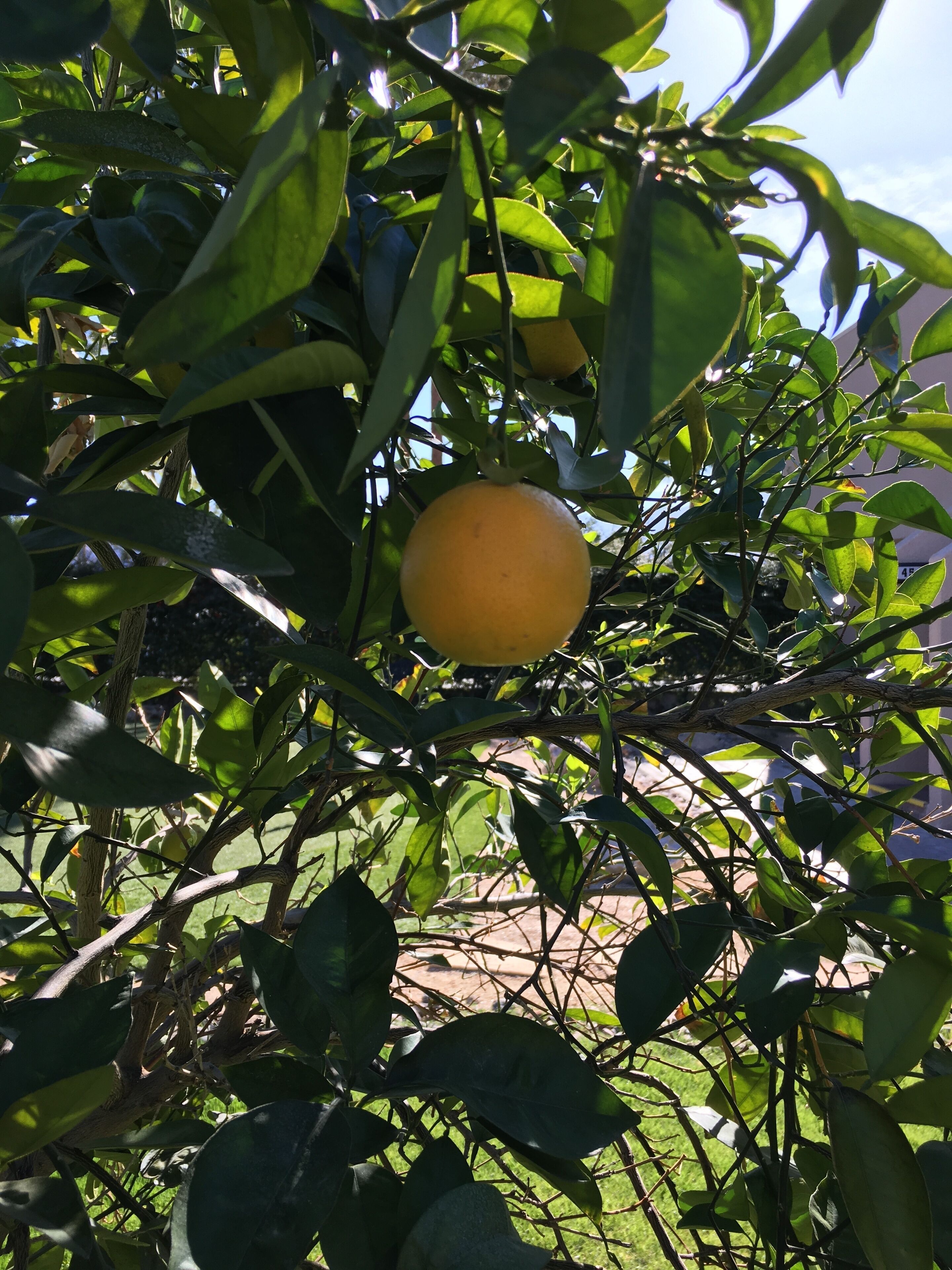 Een citrusboom met één vrucht die hangt tussen weelderig gebladerte.