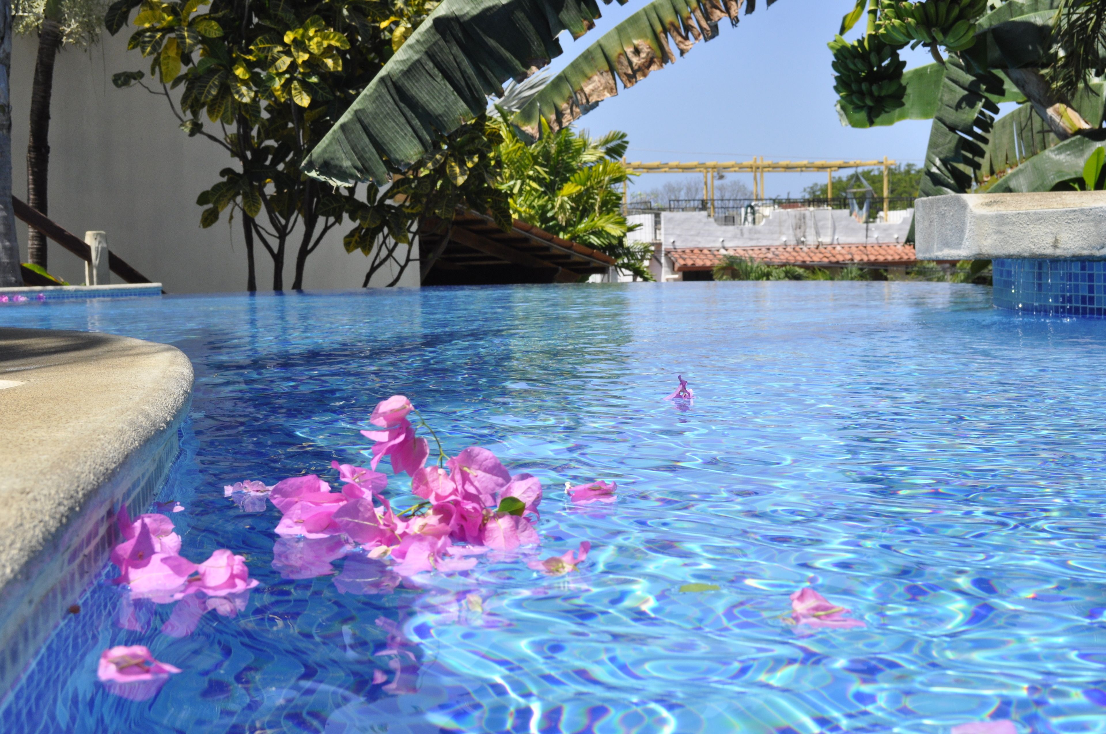 Une piscine à l’eau d’un bleu cristallin, entourée de plantes tropicales et bordée d’une margelle en béton.