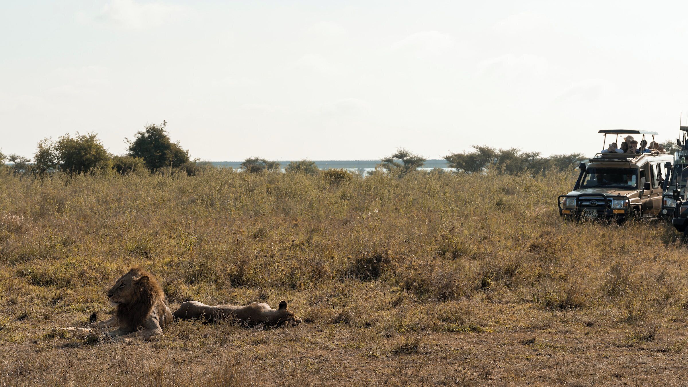 A safari vehicle with passengers, a lion lying in the grass, and a body of water in the background.