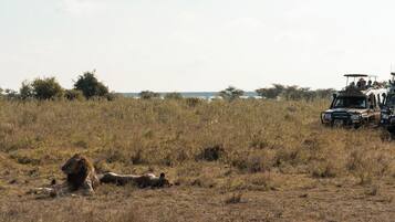 A safari vehicle with passengers, a lion lying in the grass, and a body of water in the background.