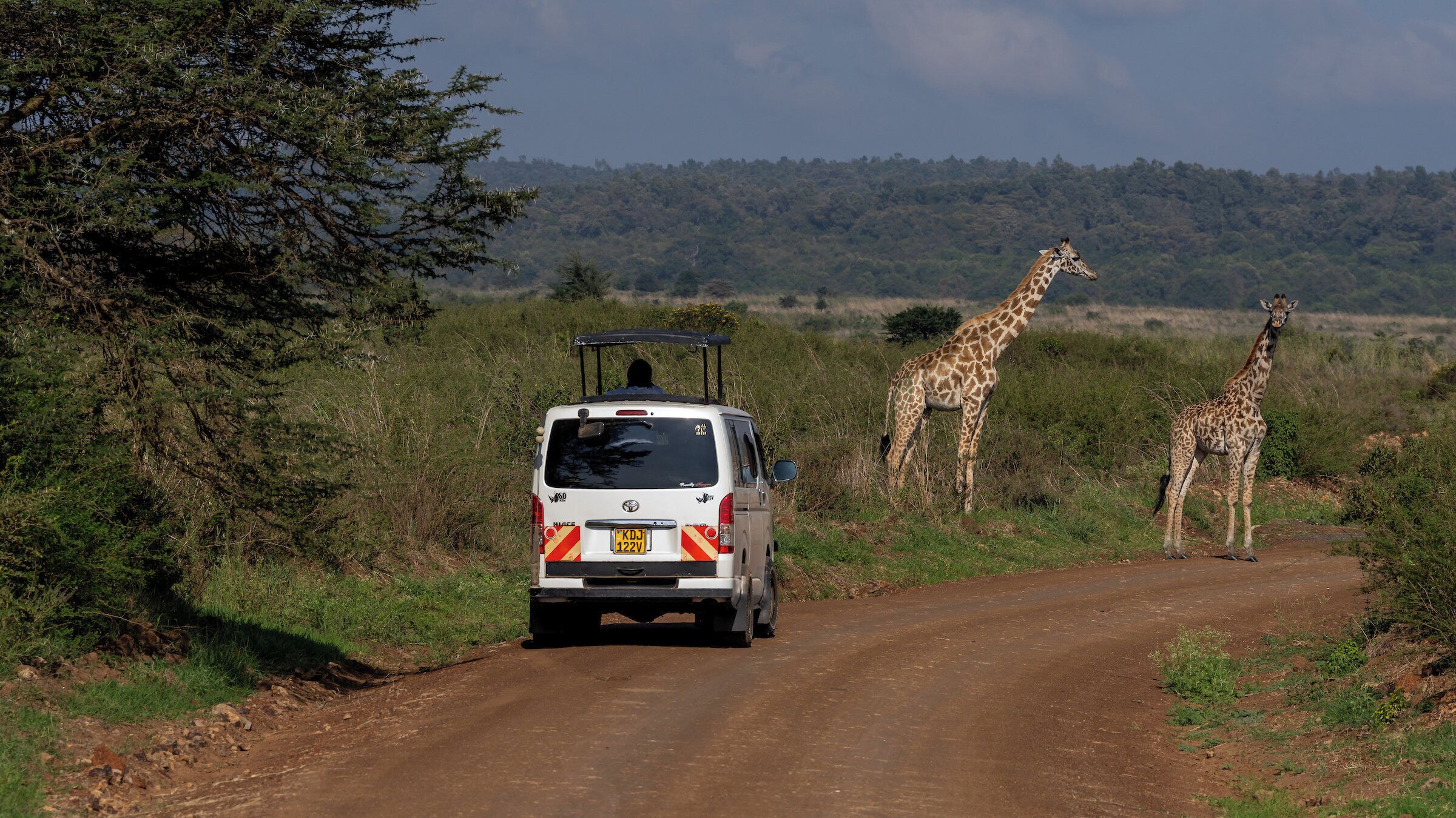 A white van parked on a dirt road with giraffes in the background.