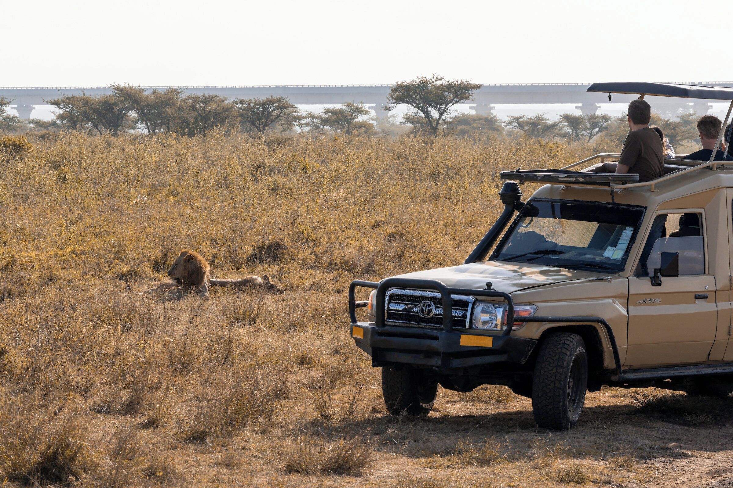 A safari vehicle with passengers, surrounded by dry grass and trees, with a bridge in the background.
