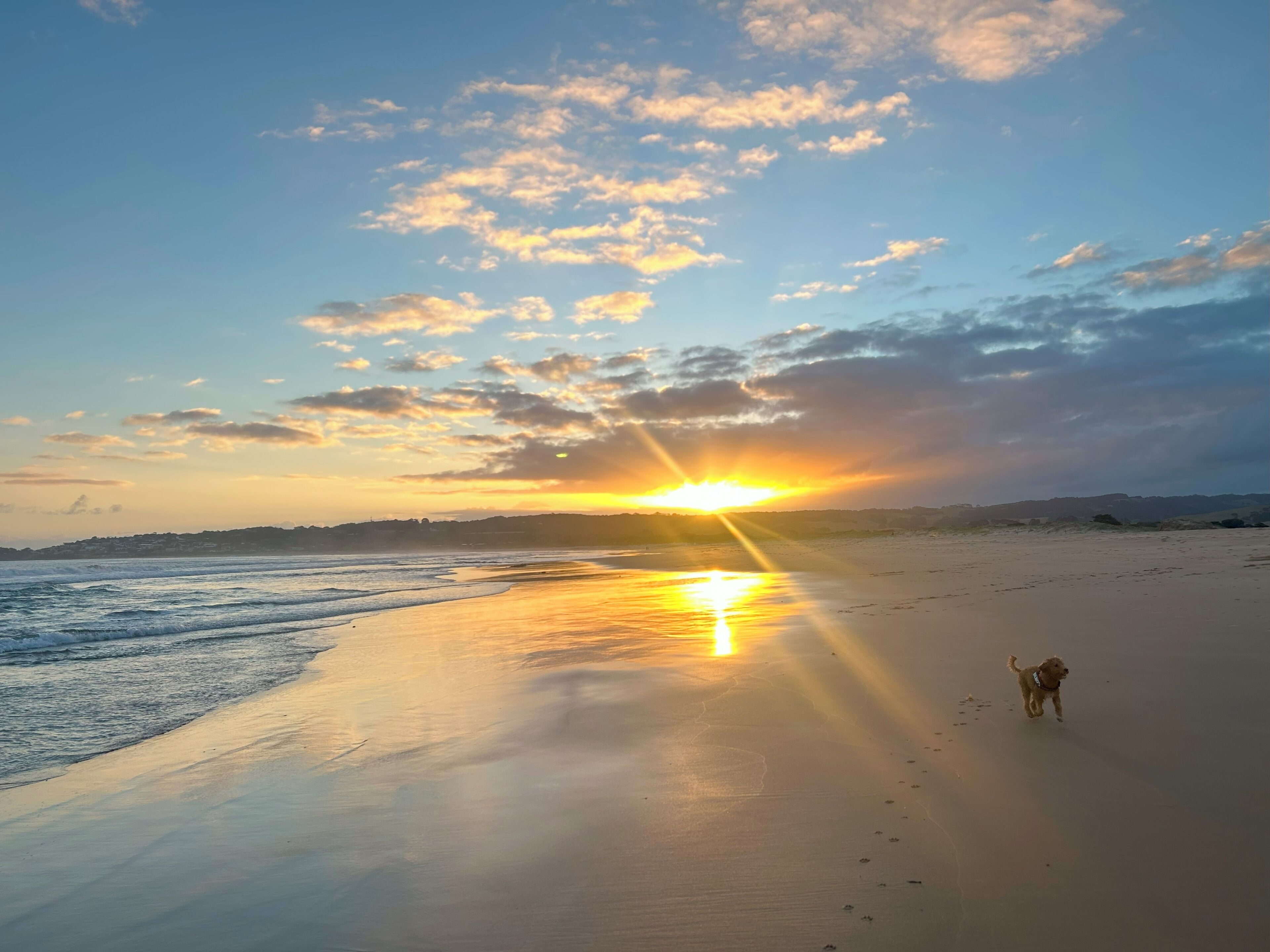 Una playa con un perro caminando sobre la arena, olas acercándose a la orilla, y un atardecer de fondo.