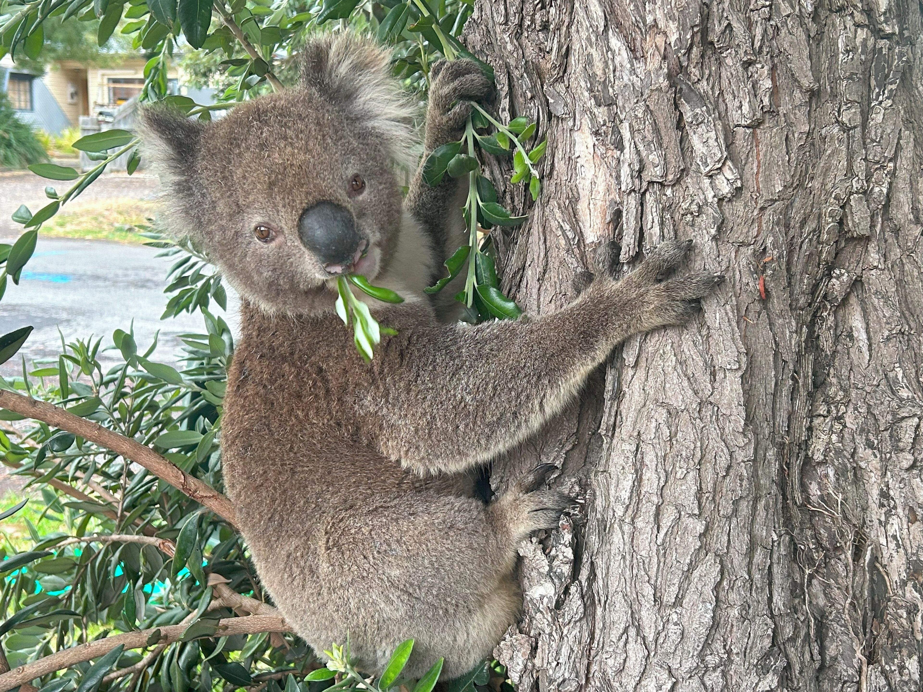 Un koala aferrado a un tronco de árbol, rodeado de follaje verde.