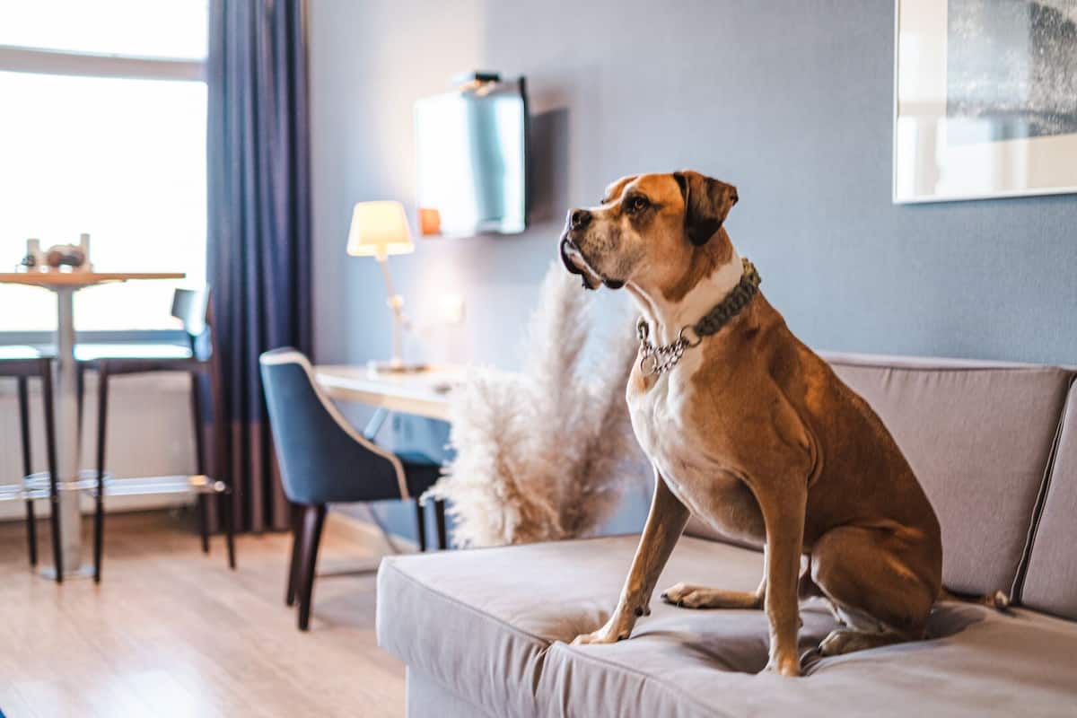 Deluxe Studio (Family) | In-room safe, desk, laptop workspace, iron/ironing board