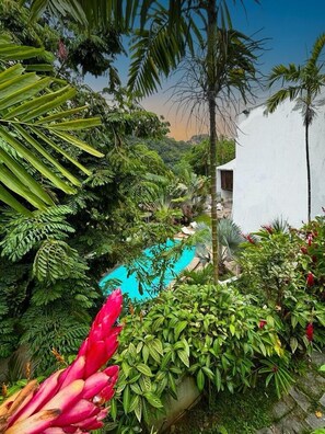 Un exuberante jardín con piscina, rodeado de frondosa vegetación tropical y un edificio blanco.