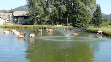 Lago