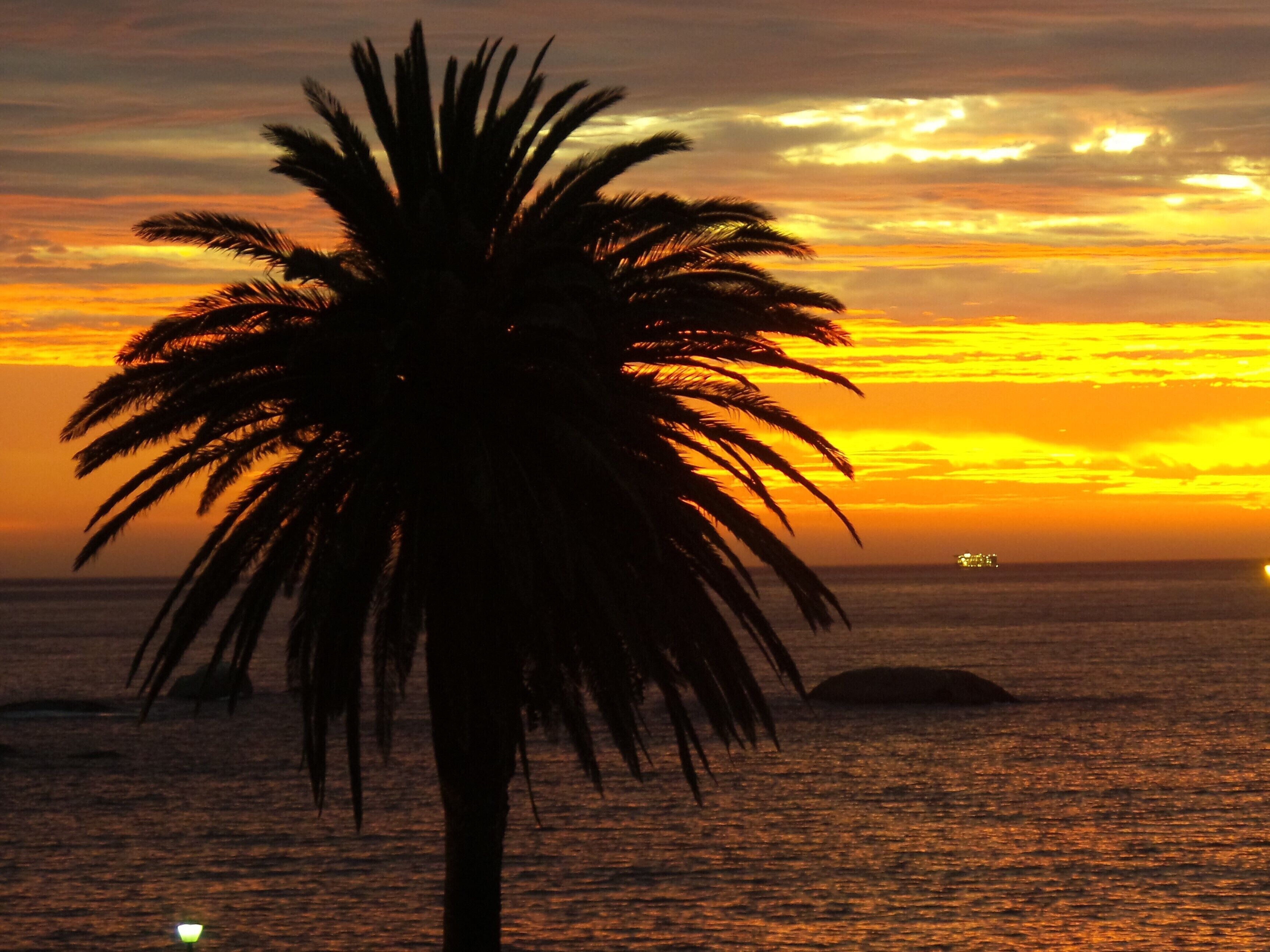 A palm tree silhouette against a sunset over the ocean.