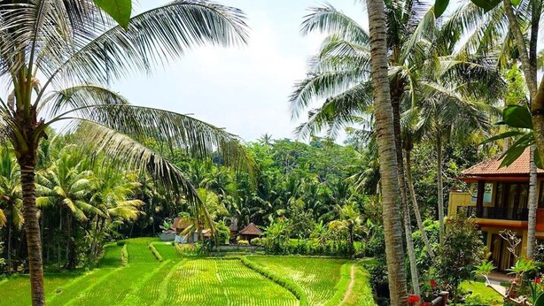 A pool with a view of a lush green field and a small house in the background. - Umasari Rice Terrace Villa (Mengwi)