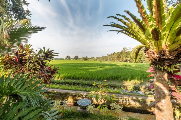 A lush green landscape with a water feature and a variety of tropical plants. - Umasari Rice Terrace Villa (Mengwi)