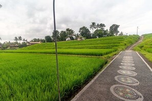 Un camino serpentea por un exuberante campo de arroz verde, con una carretera pavimentada, rodeado de árboles y algunos edificios al fondo.