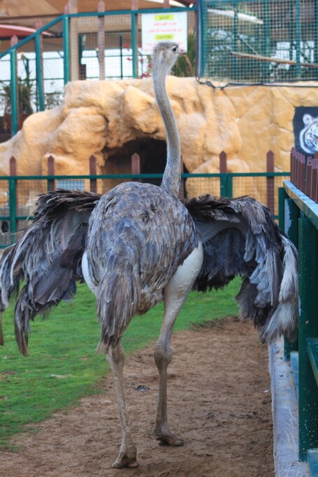 Emirates Park Resort - Image 51