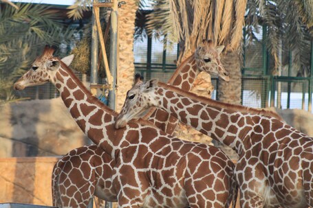 Emirates Park Resort - Image 50
