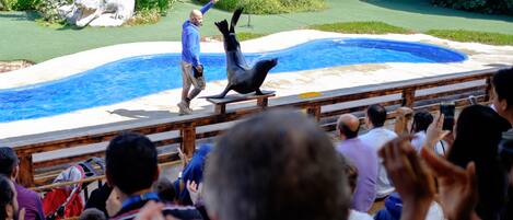 Een dierentuinsafari met een zwembad, een zeehond die een kunstje opvoert, en een publiek dat toekijkt.