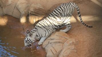 Un tigre boit de l’eau dans une mare entourée de rochers.