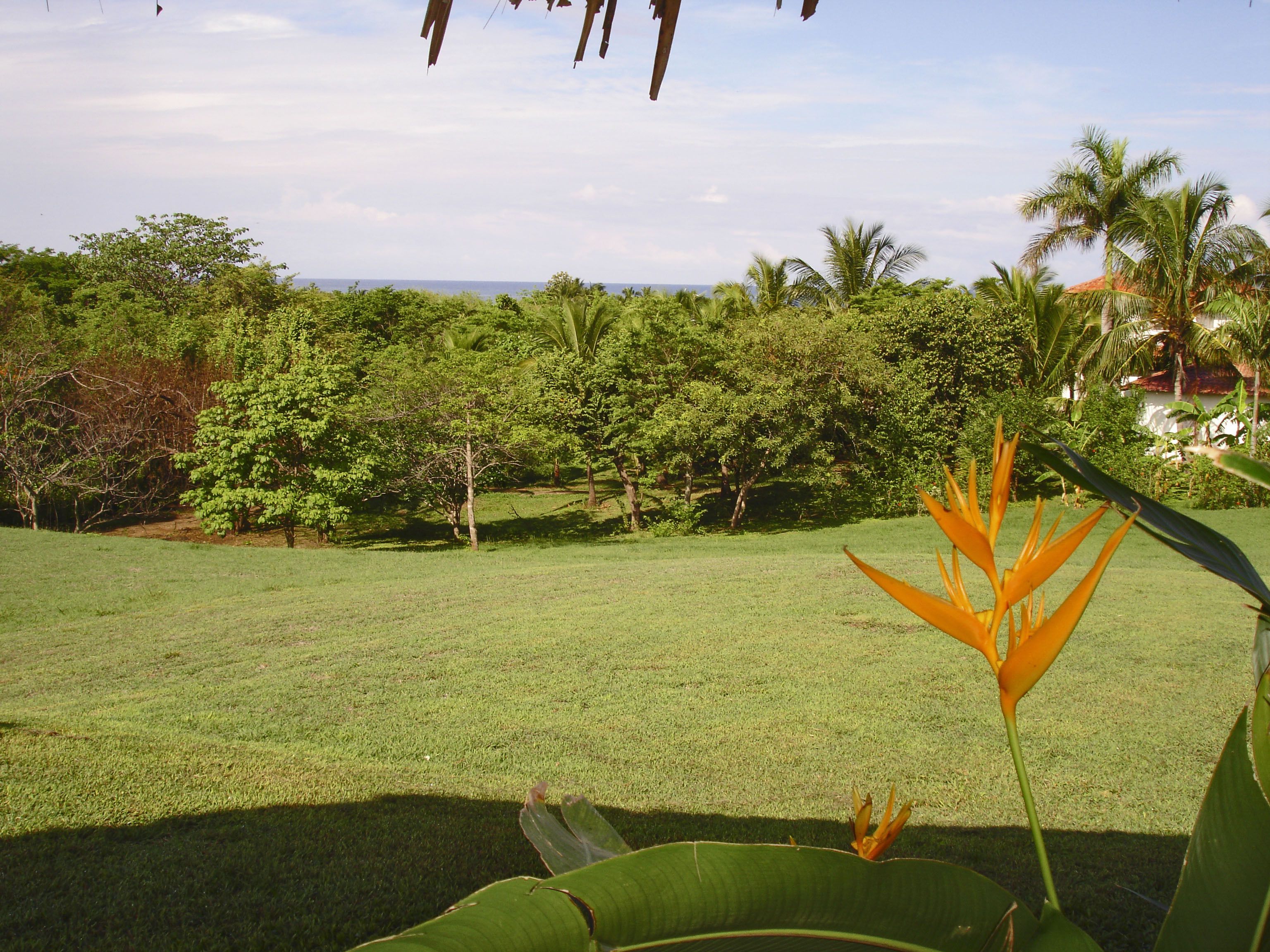 A lush green lawn with a variety of trees and a clear view of the ocean in the background.