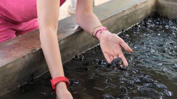 Guests can interact with friendly turtles in this outdoor water feature.